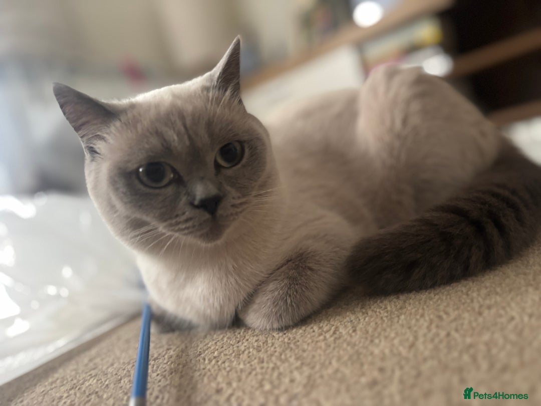 Ragdoll cats for sale: Ragdool x British Short hair - Image 9