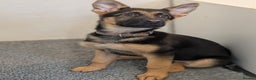 German Shepherd dogs for sale: KC Champion bloodline, Health tested, Female Puppy - Advert 4