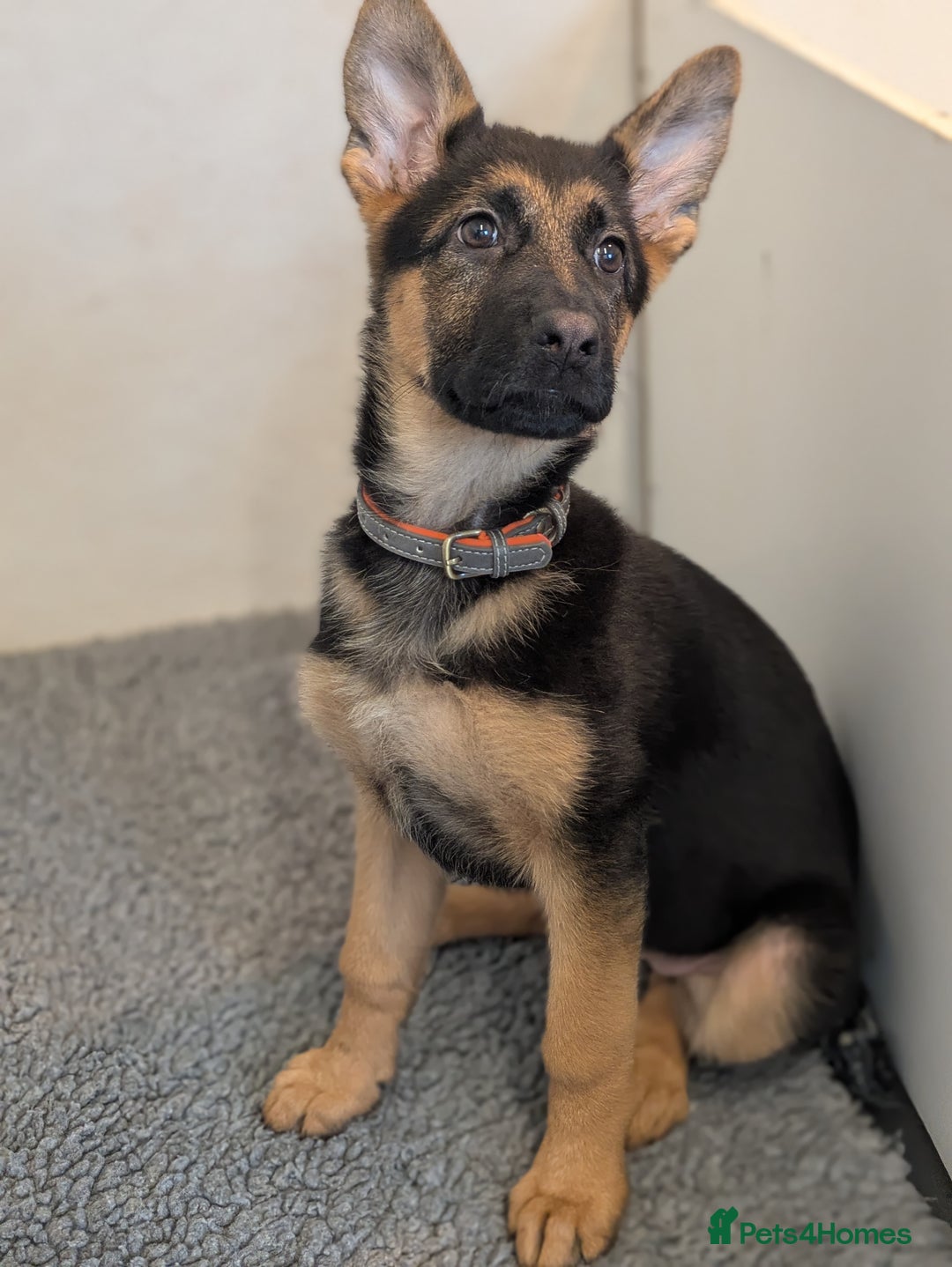 German Shepherd dogs for sale: KC Champion bloodline, Health tested, Female Puppy - Advert 4