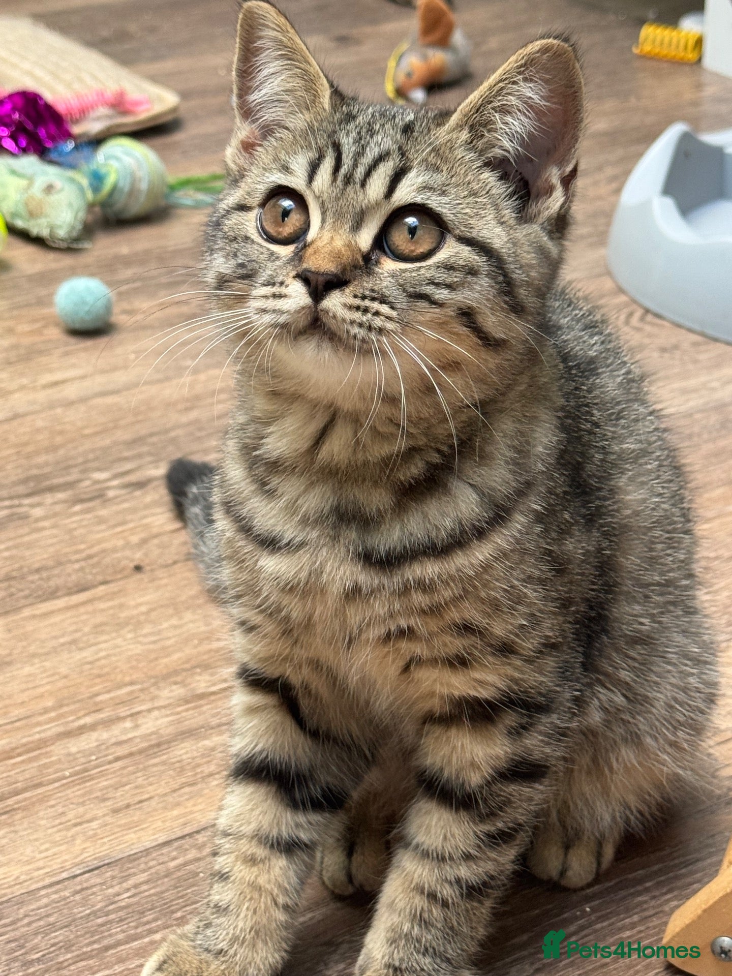 Scottish Fold cats L@@k reduced £350 registered pedigree   - Advert 2