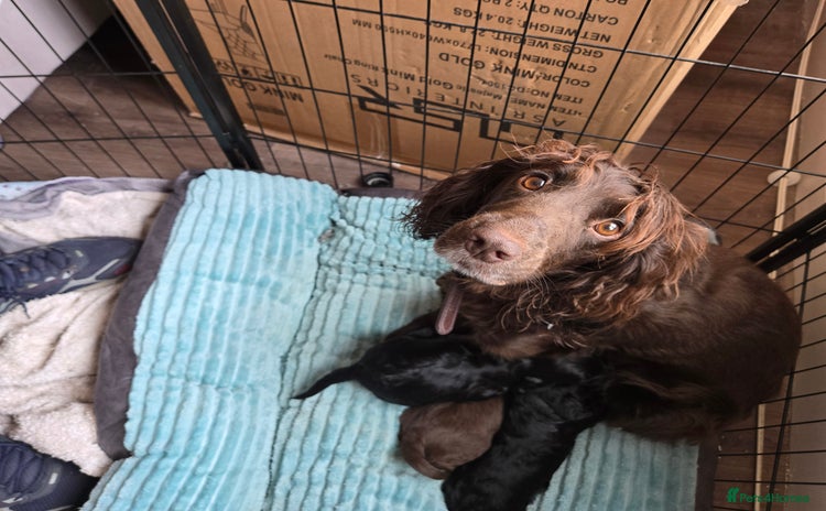 Cocker Spaniel dogs - Advert 2