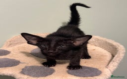 Oriental cats for sale: Pedigree Oriental Kittens  - Image 10