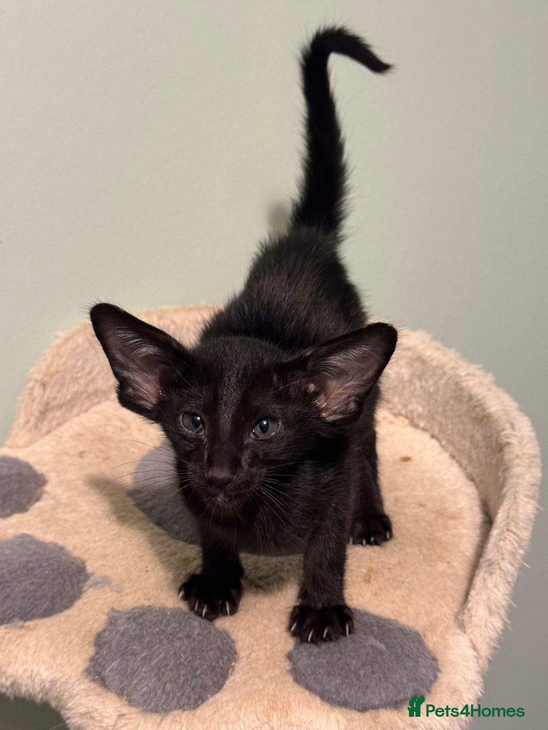 Oriental cats for sale: Pedigree Oriental Kittens  - Image 10