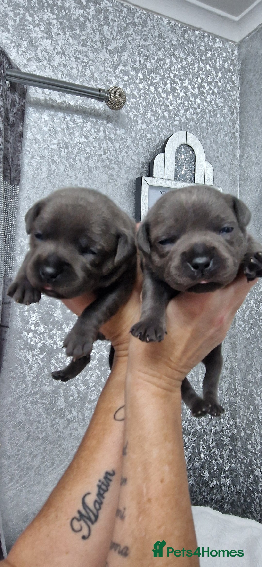 Staffordshire Bull Terrier dogs for sale: 4 Kc Reg Staffordshire Bull Terrier Females 🩷 - Advert 8