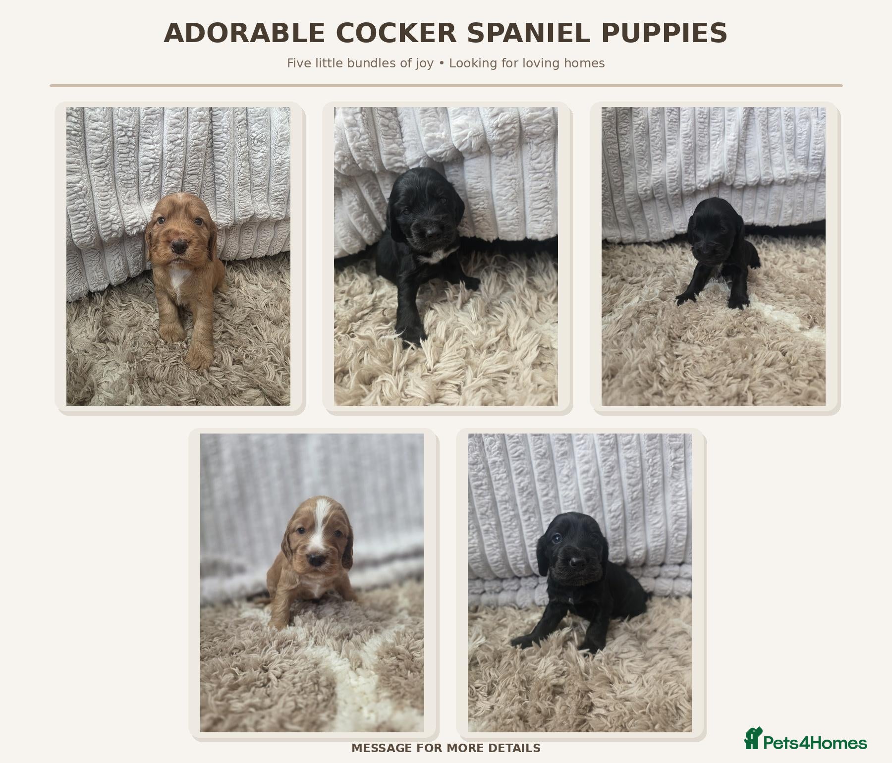 Cocker Spaniel dogs for sale: 🐾 Beautiful Show Cocker Spaniel Puppies 🐾 - Advert 1