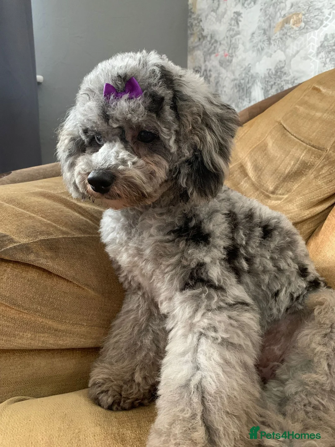 Poodle dogs for stud: Merle black & silver poodle for stud only .  in Lincoln - Advert 8