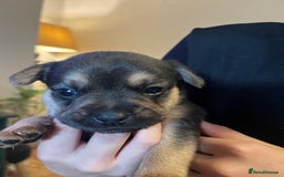 Mixed Breed dogs for sale: Gorgeous puppies - Image 4
