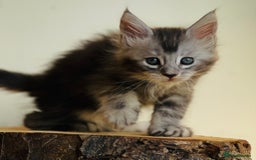 Maine Coon cats for sale: Beautiful pure bred Maine Coon kittens - Image 40