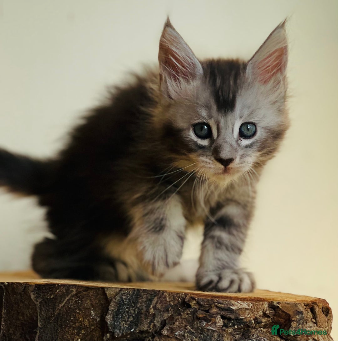 Maine Coon cats for sale: Beautiful pure bred Maine Coon kittens - Image 40