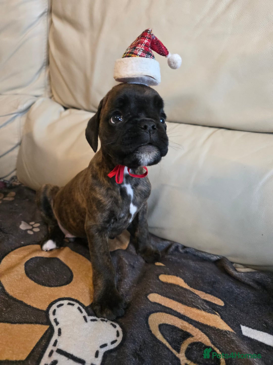 Boxer dogs for sale: Part European quality KC Reg Boxers - Advert 21