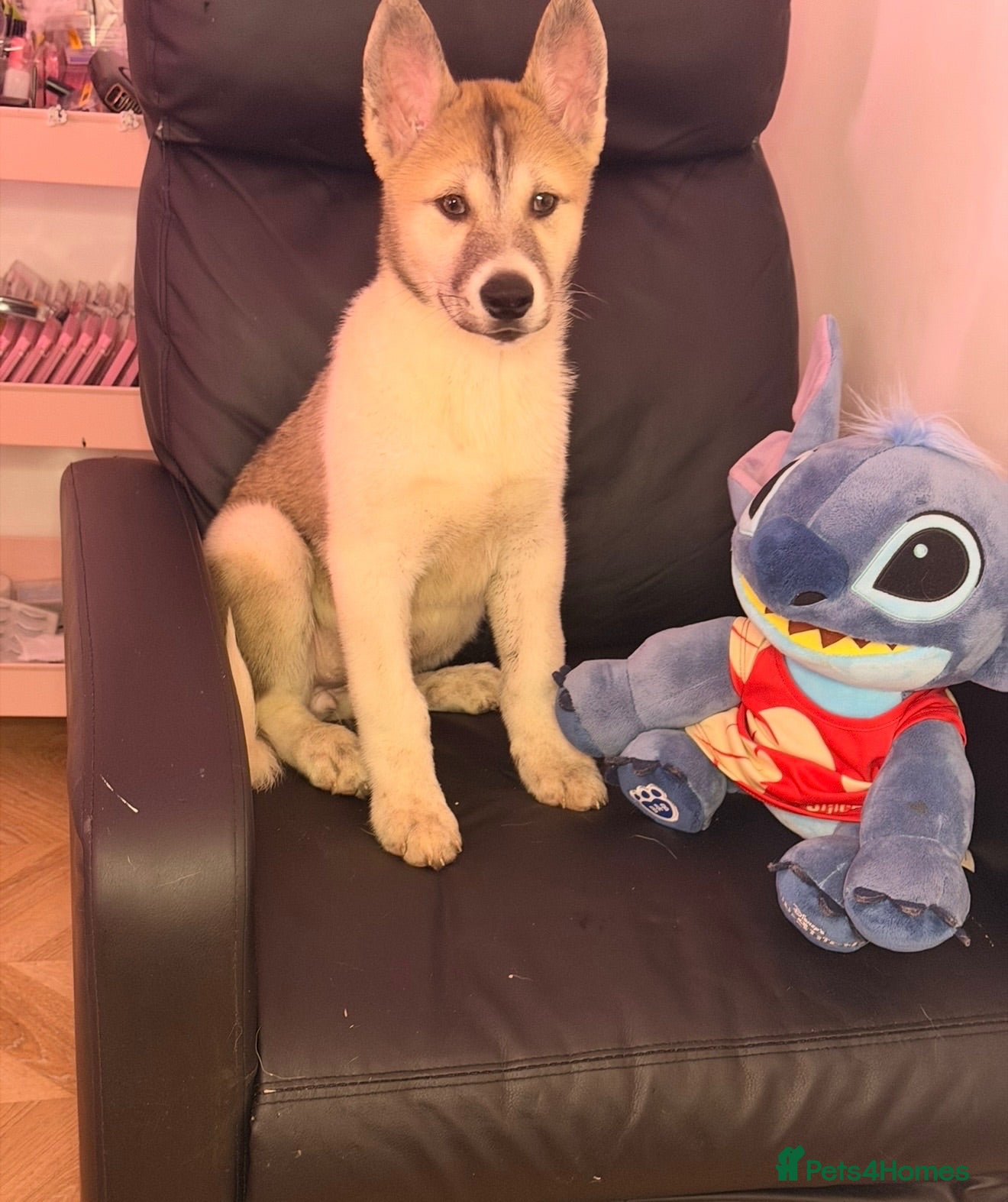 Siberian Husky dogs Siberian husky puppies  - Advert 2