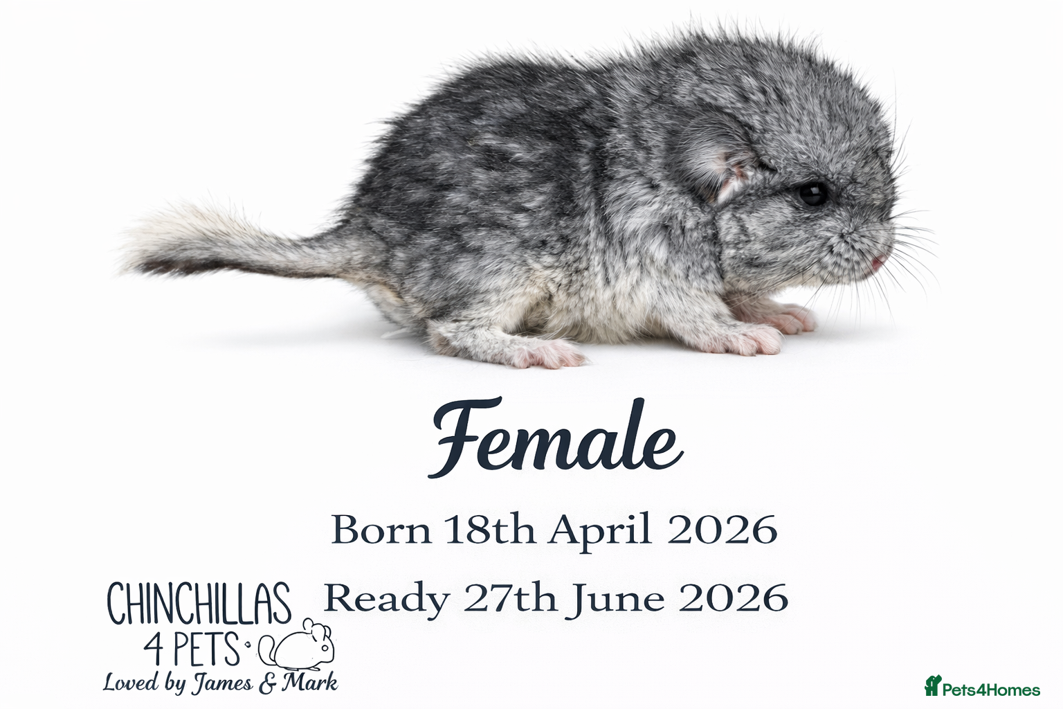 Chinchilla rodents Chinchilla Kits For Sale  - Advert 2