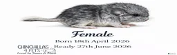 Chinchilla rodents for sale: Chinchilla Kits For Sale  - Advert 2