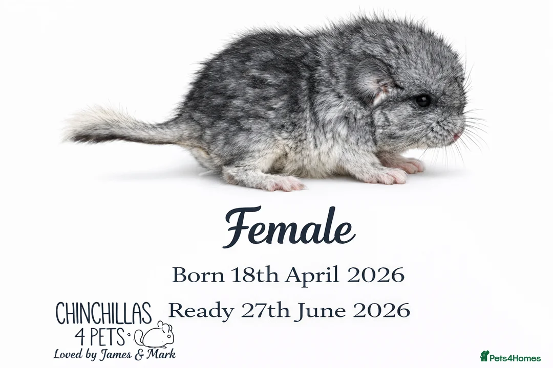 Chinchilla rodents for sale: Chinchilla Kits For Sale  - Advert 2