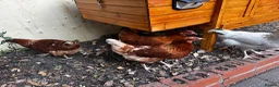 Chickens poultry for sale: 4 Hens for £70 in Manchester - Advert 35