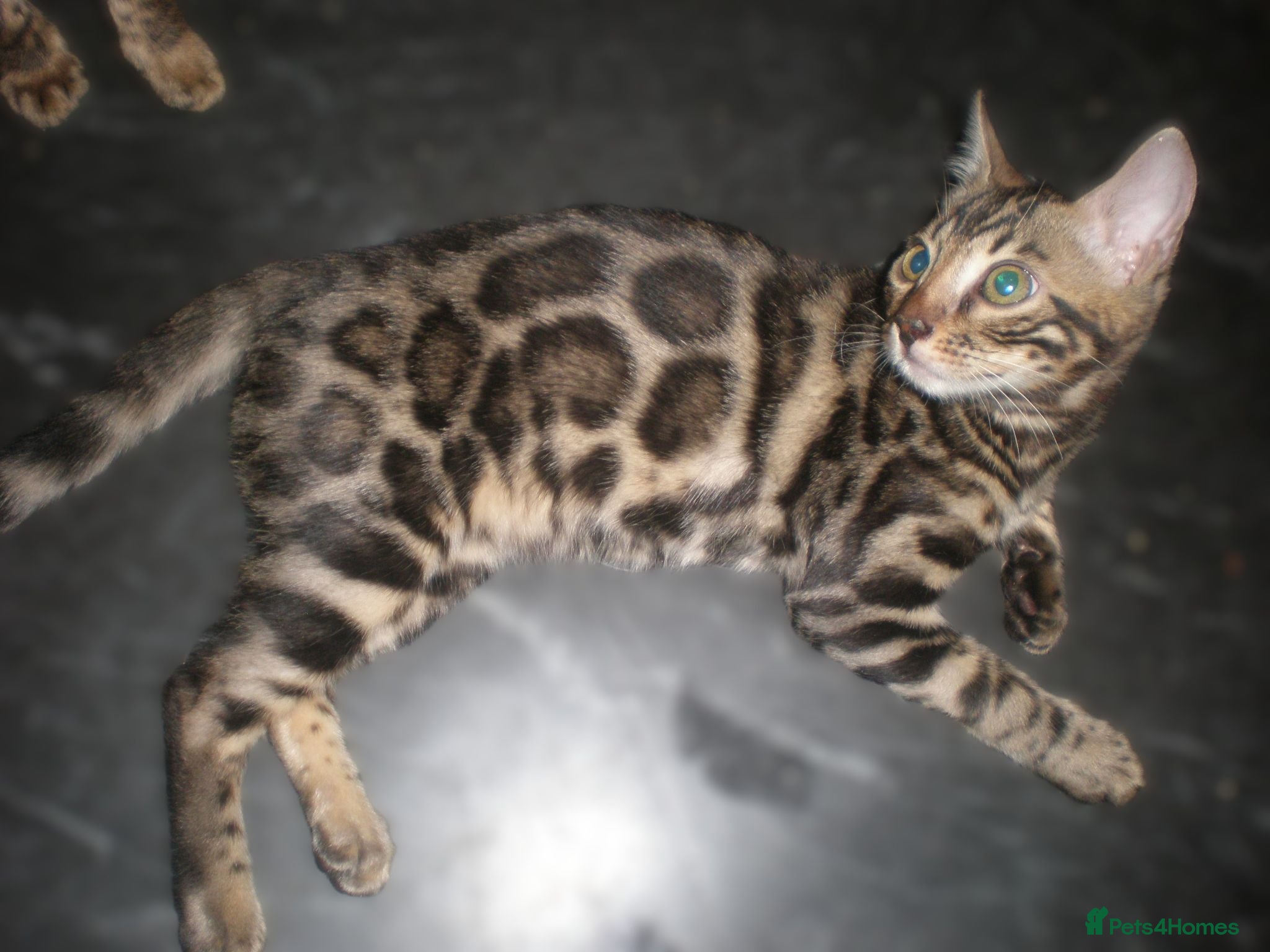 Bengal cats 5 Beautiful Bengal Kittens Ready Now  - Advert 1