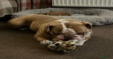 English Bulldog dogs - Advert 4