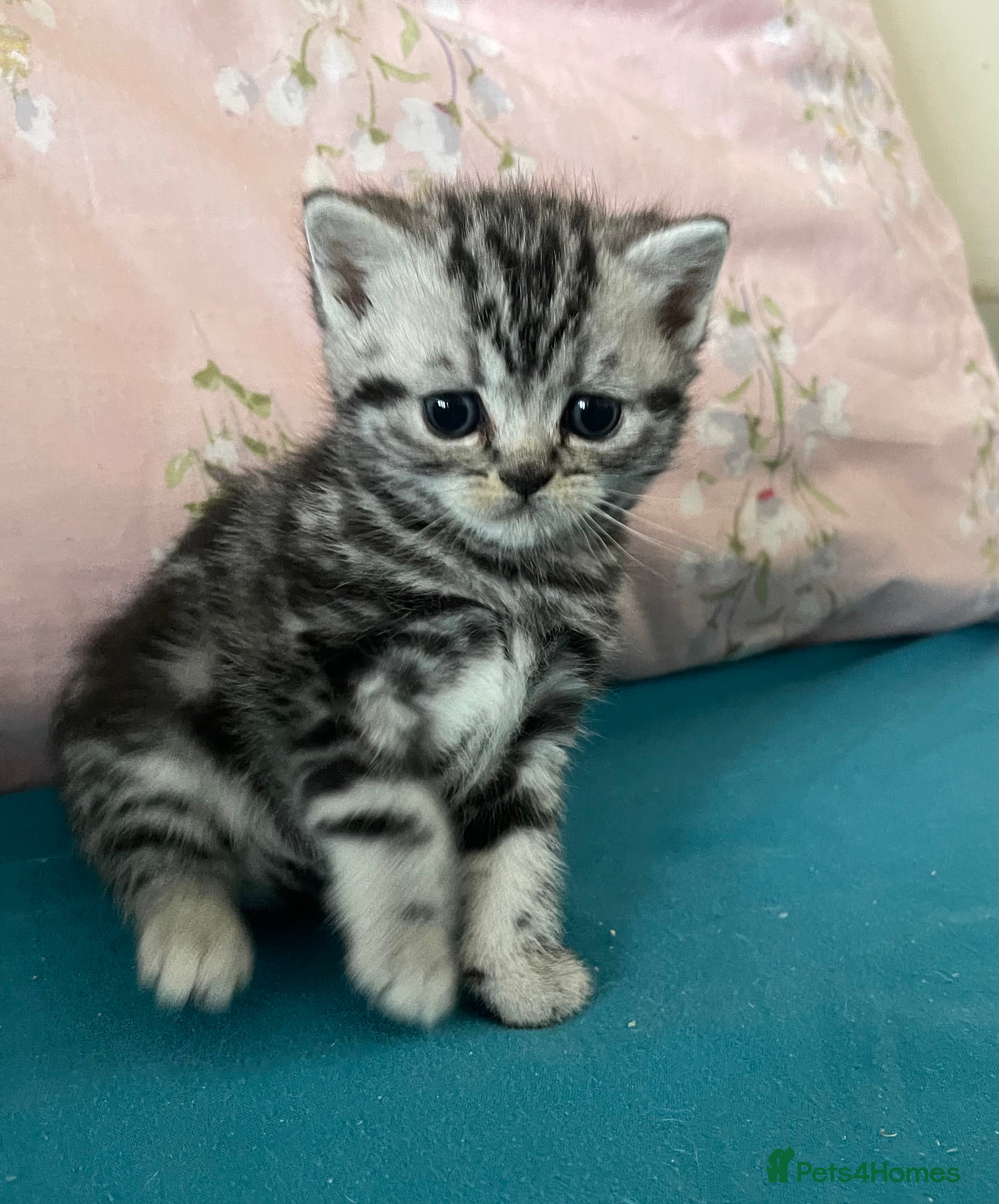 British Shorthair cats Bsh. Silver Tabby Classic .GCCF . - Advert 7