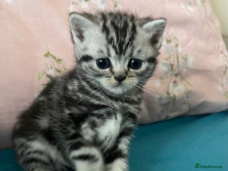 British Shorthair cats Bsh. Silver Tabby Classic .GCCF . - Advert 7