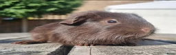 Guinea Pig rodents for sale: Beautiful Baby guinea pigs for sale  - Advert 8