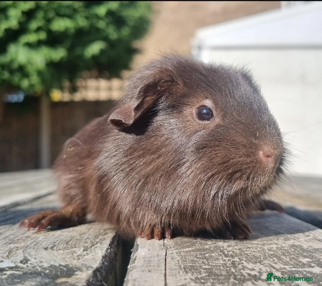 Guinea Pig rodents for sale: Beautiful Baby guinea pigs for sale  - Advert 8