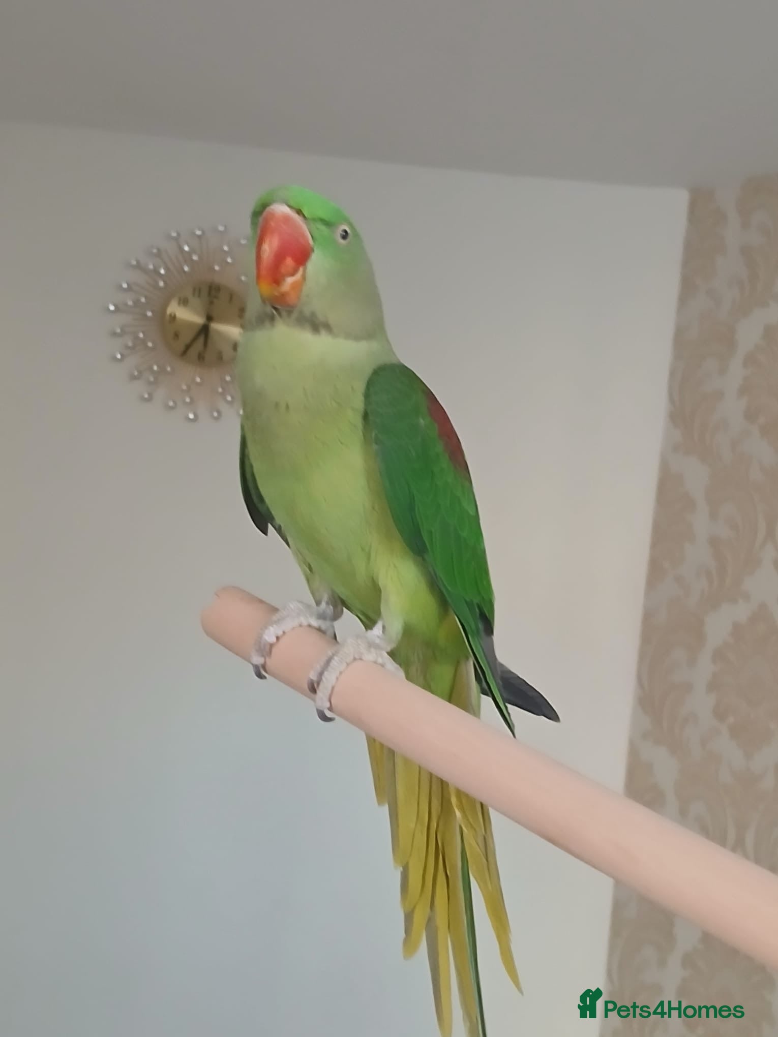 Ringnecks birds Hand tamed alexanderine with a cage and stand - Advert 1