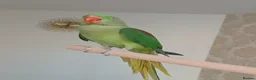 Ringnecks birds for sale: Hand tamed alexanderine with a cage and stand in Birmingham - Advert 1