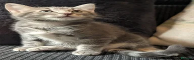 Ragdoll x Bengal Male 1