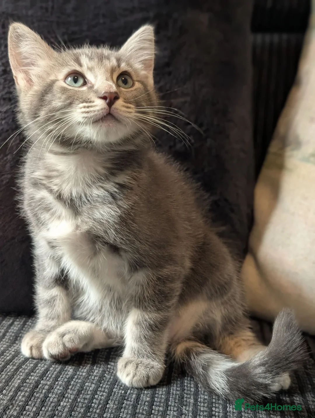 Mixed Breed cats for sale: Ragdoll x Bengal kittens  in Glasgow - Advert 15