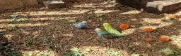 Budgerigars birds for sale: Budgies available 9 weeks old £45 each - Advert 12