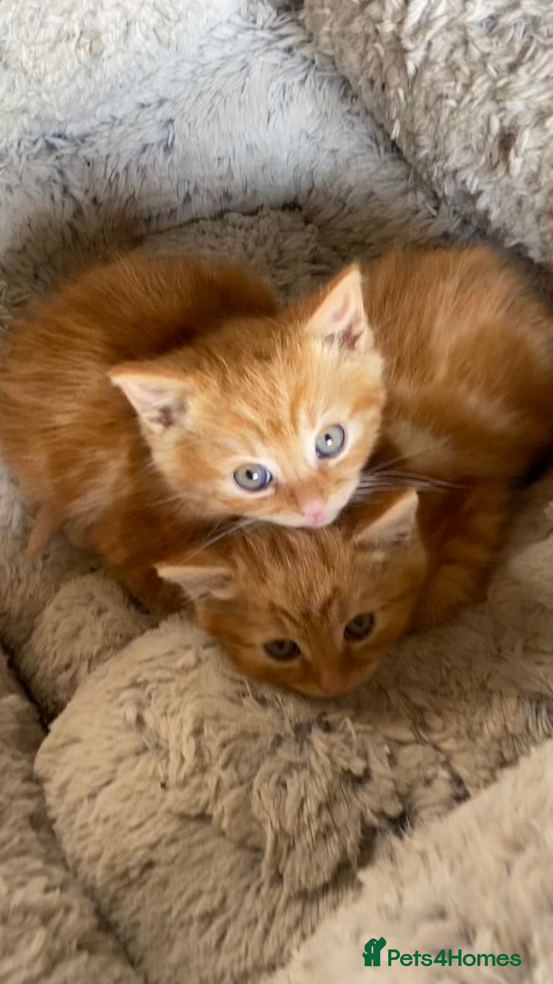 Mixed Breed cats Kitten  in Sunbury-on-Thames - Advert 1