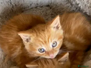Mixed Breed cats Kitten in Sunbury-on-Thames - Advert 3
