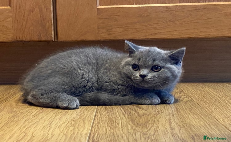 British Shorthair cats - Advert 8