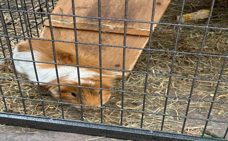 Guinea Pig rodents - Advert 8