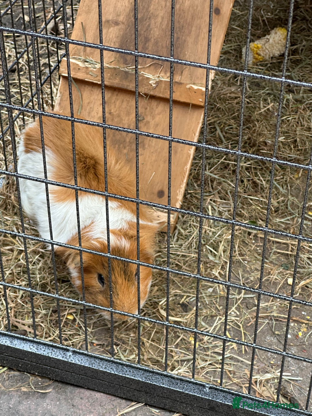 Guinea Pig rodents for sale: Male guinea pig  - Image 1