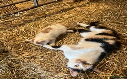 Mixed Breed cats for sale: Beautiful Farm kittens  - Image 12
