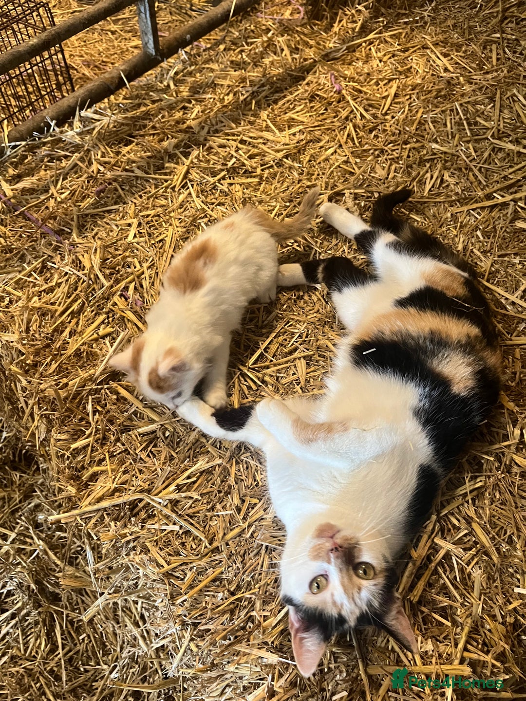 Mixed Breed cats for sale: Beautiful Farm kittens  - Image 12