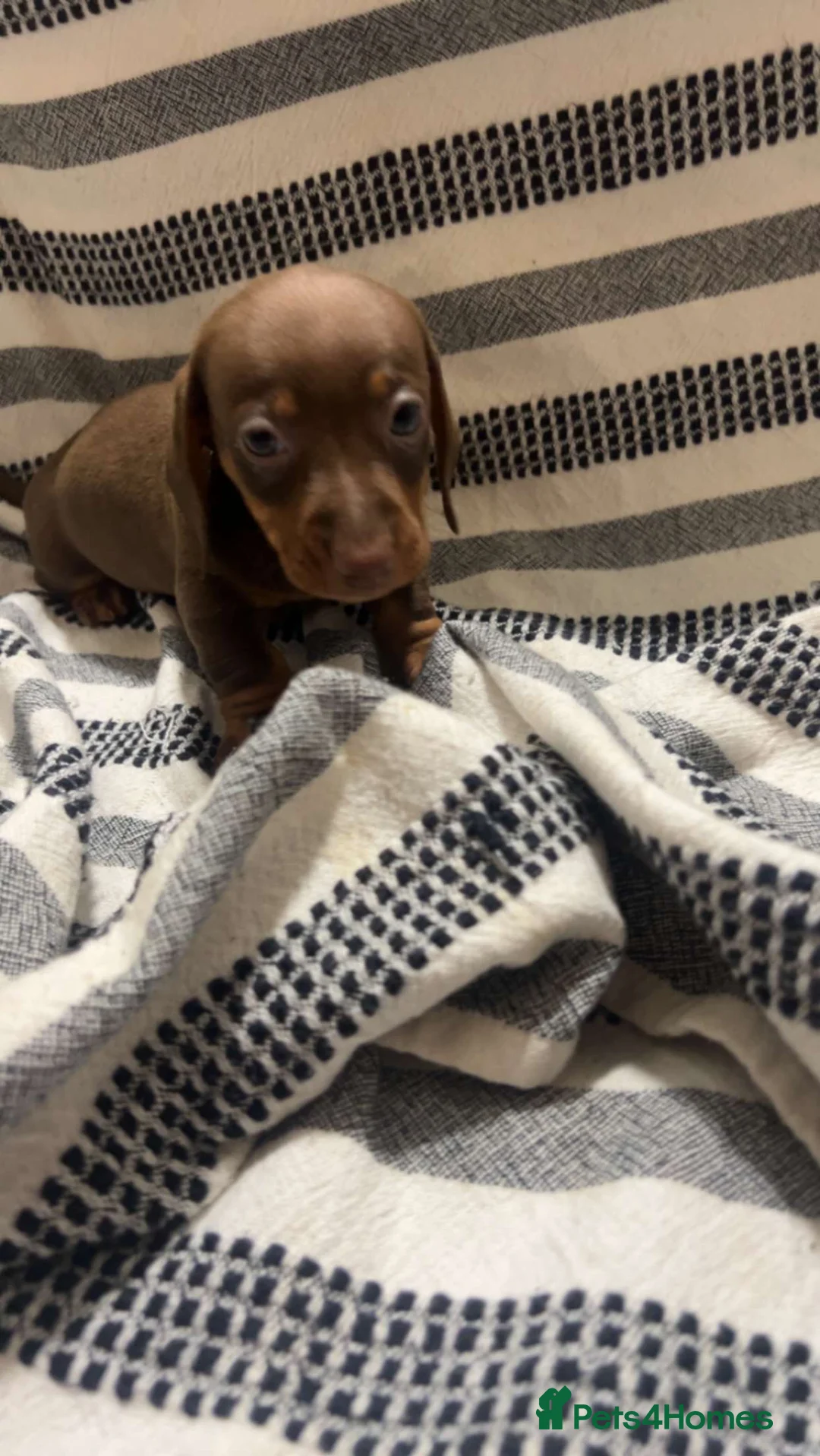 Miniature Dachshund dogs for sale: Kc reg miniature dachshunds boys and girls  - Advert 1