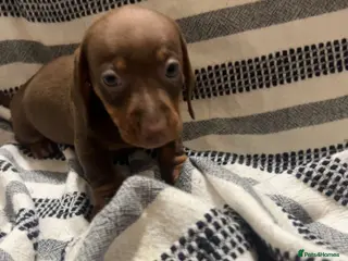 Miniature Dachshund dogs Kc reg miniature dachshunds boys and girls - Advert 3
