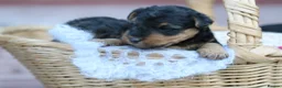Welsh Terrier dogs for sale: Kc registered Welsh terriers in Southampton - Advert 10
