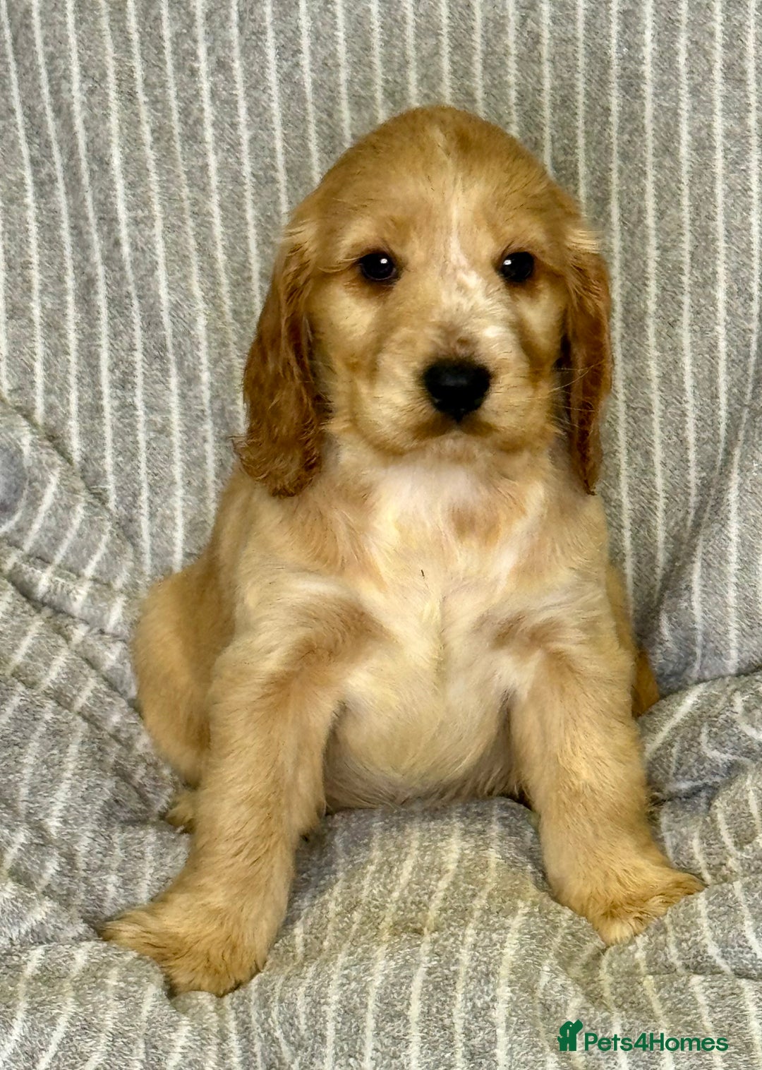 Cocker Spaniel dogs for sale: 🐶 Cocker Spaniel Puppies Ready Soon! 🏡 - Advert 6