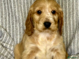 Cocker Spaniel dogs 🐶 Cocker Spaniel Puppies Ready Soon! 🏡 - Advert 10