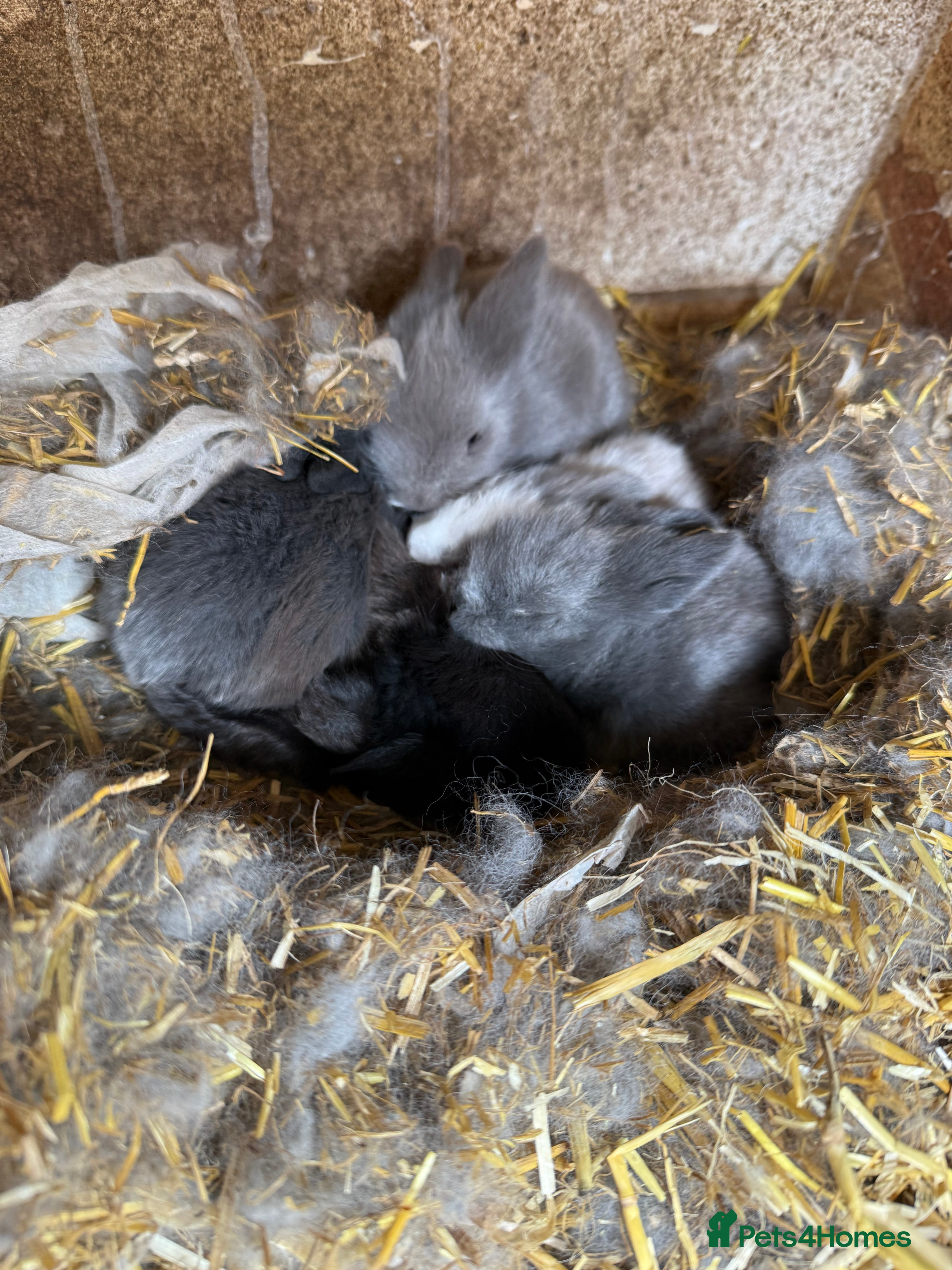 Mini Lion Lop rabbits 5 Mini Lion Lops For Sale - Advert 10