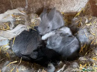 Mini Lion Lop rabbits 5 Mini Lion Lops For Sale - Advert 3