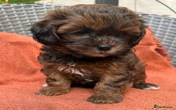 Shihpoo dogs for sale: Fluffy ShihPoo puppies - Image 10