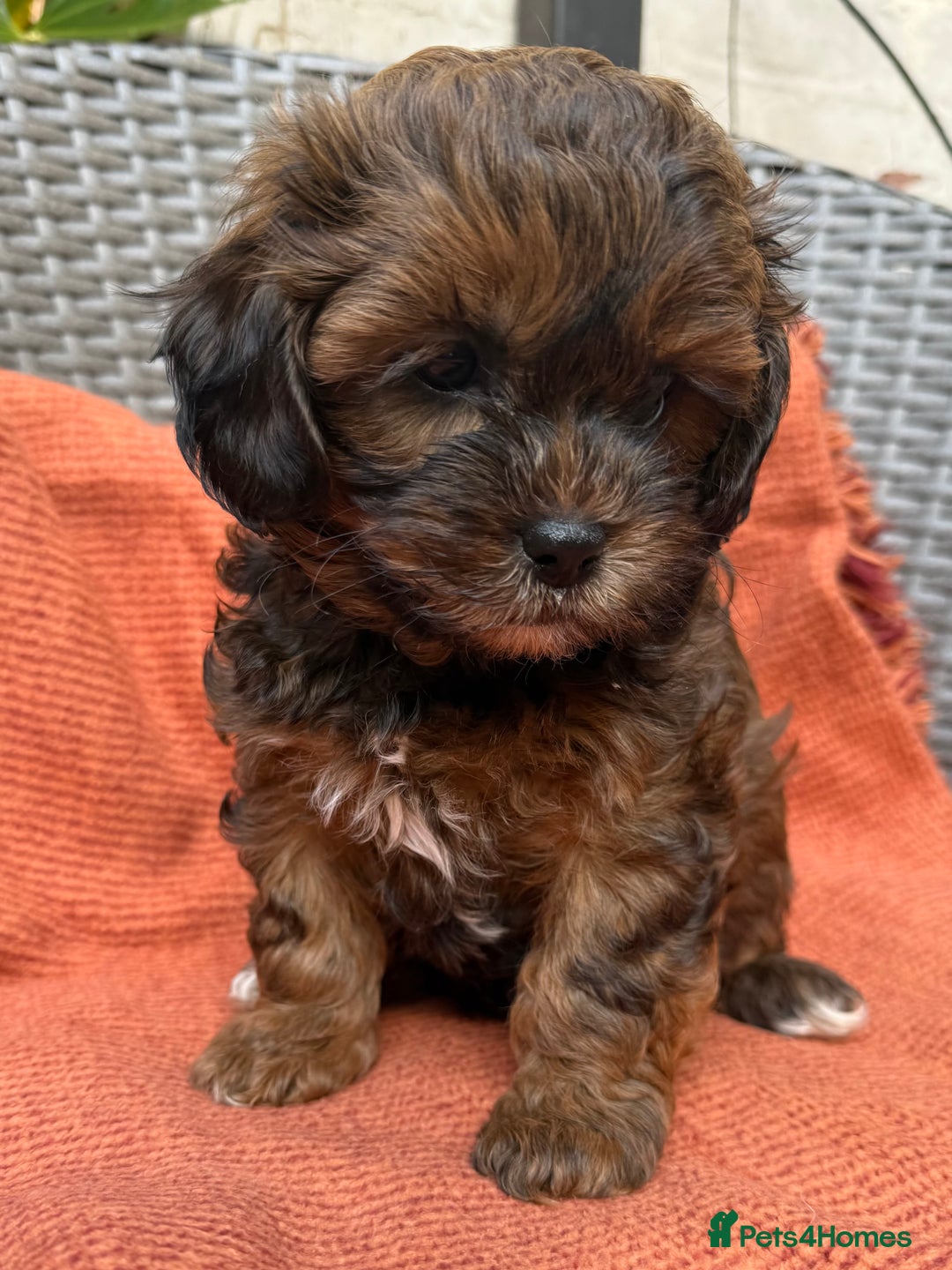 Shihpoo dogs for sale: Fluffy ShihPoo puppies - Image 10