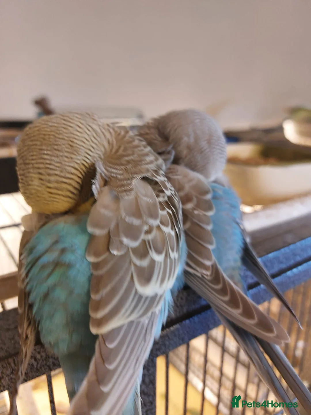 Budgerigars birds for sale: Hand tamed bonded Budgies(SOLD) - Advert 2
