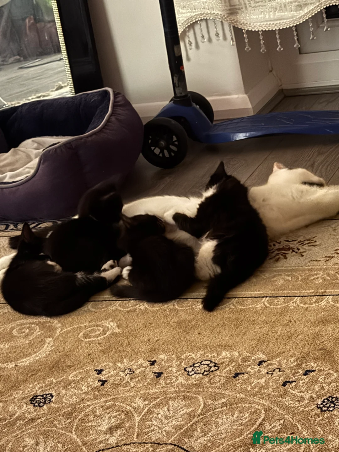 Mixed Breed cats for sale: 4 brilliant tuxedo kittens  in St Albans - Advert 2