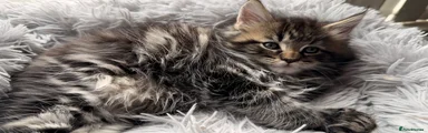 Maine Coon Kitten 3 