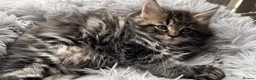Maine Coon cats for sale: Main Coon mixd kittens in Richmond  - Advert 5